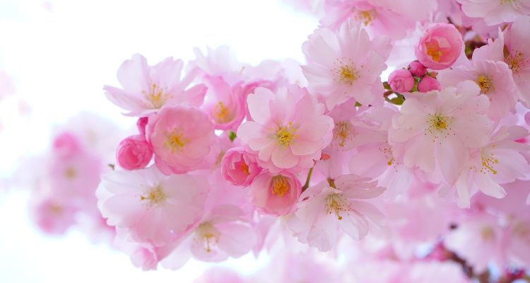 scopri la bellezza delle piante giapponesi, una selezione unica di flora che arricchisce i tuoi spazi con eleganza e serenità. esplora varietà affascinanti e conoscenze tradizionali per un giardino orientale da sogno.