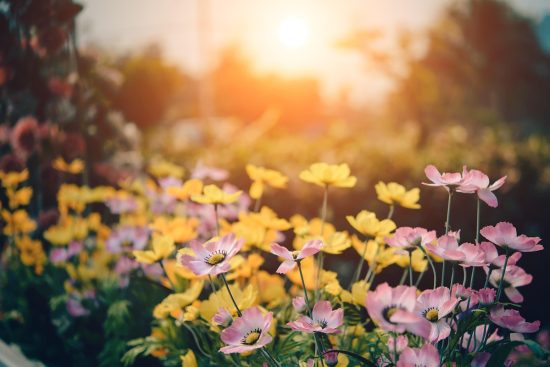 scopri il nostro splendido giardino fiorito, dove la natura esplode in colori vivaci e profumi inebrianti. un luogo ideale per una passeggiata rilassante, per ammirare la bellezza dei fiori e godere di un'esperienza unica all'aperto.