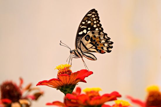 scopri l'importanza della pollinazione nel mondo naturale. esplora come le api, i fiori e altri insetti collaborano per garantire la vita delle piante e la produzione di cibo, e perché la protezione degli impollinatori è fondamentale per il nostro ecosistema.
