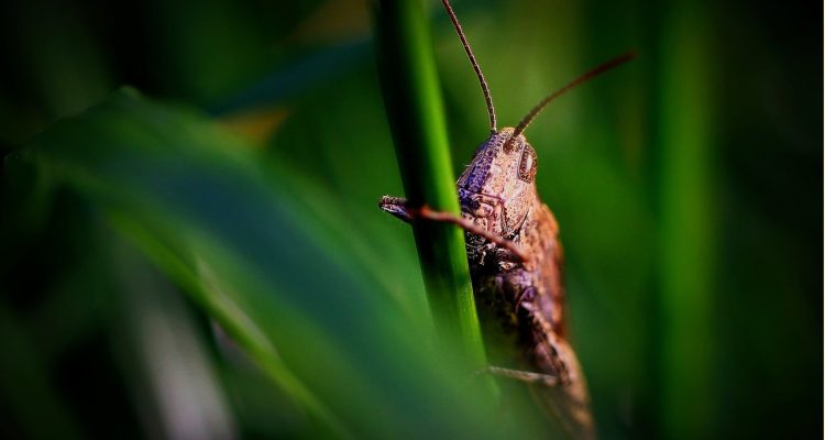 servizi di disinfestazione professionale per combattere e prevenire infestazioni di insetti e roditori. affidati ai nostri esperti per un ambiente sano e sicuro.