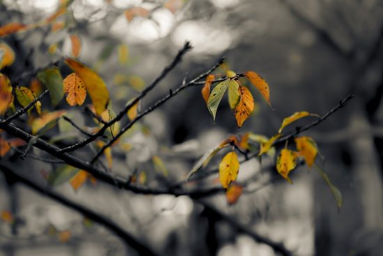 scopri le piante da giardino autunnali ideali per trasformare il tuo spazio all'aperto in un paradiso di colori. esplora varietà resistenti e affascinanti che fioriscono nei mesi più freschi, portando vitalità e bellezza nel tuo giardino anche durante l'autunno.