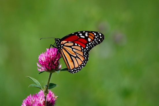 esplora il meraviglioso mondo delle farfalle, creature affascinanti che trasformano i giardini e i paesaggi con il loro volo delicato e colori vivaci. scopri le diverse specie, il loro ciclo di vita e il loro ruolo essenziale nell'ecosistema.