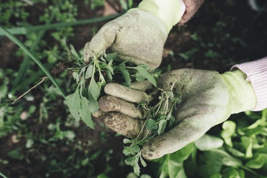 scopri come prenderti cura del tuo giardino in autunno con i nostri consigli utili. dalla potatura delle piante alla preparazione del terreno, assicurati che il tuo giardino rimanga sano e vibrante durante i mesi freddi.
