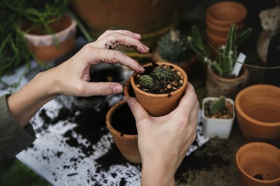 scopri il fantastico mondo del giardinaggio! dalla scelta delle piante alla cura del tuo giardino, scopri consigli utili per creare uno spazio verde rigoglioso e accogliente.