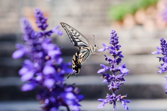 scopri la bellezza dei giardini botanici, dove la natura fiorisce in una varietà di piante e fiori da tutto il mondo. un viaggio immersivo tra la biodiversità e l'arte del giardinaggio.