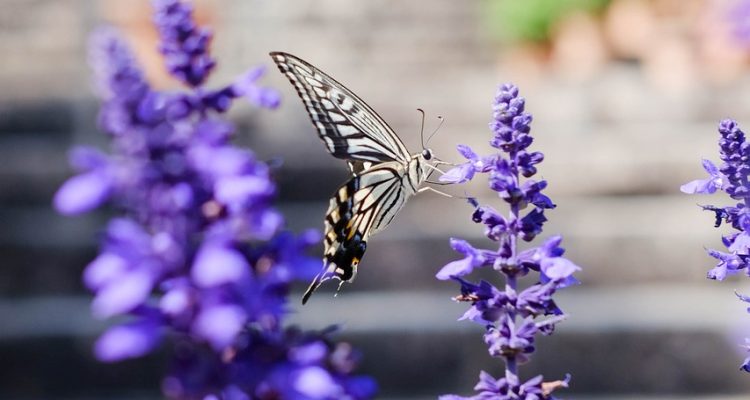 scopri la bellezza dei giardini botanici, dove la natura fiorisce in una varietà di piante e fiori da tutto il mondo. un viaggio immersivo tra la biodiversità e l'arte del giardinaggio.