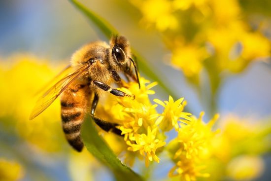 scopri l'importanza dei pollinatori per l'ecosistema e l'agricoltura. approfondisci il loro ruolo vitale nella biodiversità e nella produzione di cibo.