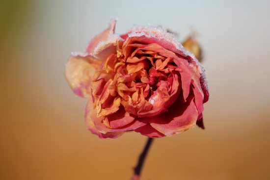 scopri l'eleganza senza tempo dei fiori secchi. perfetti per decorare la tua casa, questi fiori conservati aggiungono un tocco rustico e romantico a qualsiasi ambiente. scegli tra una vasta gamma di colori e stili per esprimere la tua personalità e il tuo gusto unico.