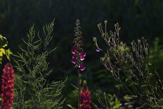 scopri le migliori piante da giardino estive per trasformare il tuo spazio outdoor in un'oasi di colore e profumi. dalle fioriture vivaci alle piante aromatiche, trova ispirazione per il tuo giardino estivo.