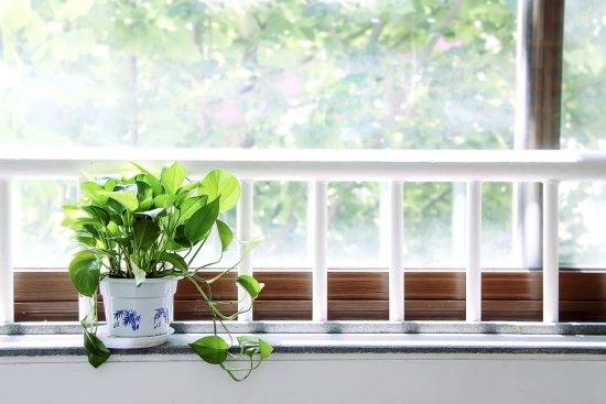 scopri il giardinaggio sul davanzale: un modo unico per coltivare piante e fiori dentro casa. ideale per gli amanti della natura, anche in spazi ridotti, il giardinaggio sul davanzale offre bellezza e freschezza al tuo ambiente domestico.