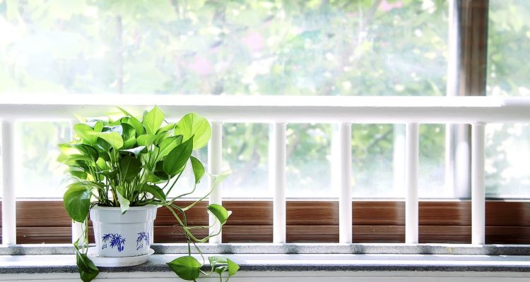 scopri il giardinaggio sul davanzale: un modo unico per coltivare piante e fiori dentro casa. ideale per gli amanti della natura, anche in spazi ridotti, il giardinaggio sul davanzale offre bellezza e freschezza al tuo ambiente domestico.