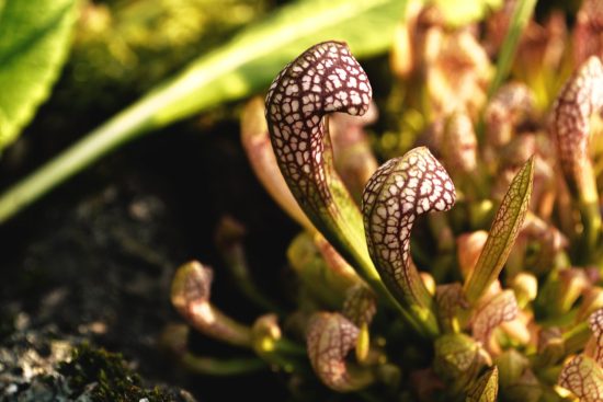 scopri il meraviglioso mondo delle piante carnivore: affascinanti creature verdeggianti che catturano insetti e altra fauna. esplora le varietà più incredibili, le loro caratteristiche uniche e come prendersene cura per creare un giardino davvero speciale.