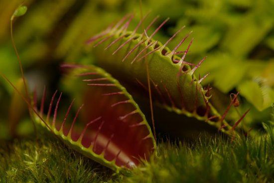 scopri il mondo affascinante delle piante carnivore! queste incredibili piante, uniche nel loro genere, catturano e digeriscono insetti. esplora le diverse specie, le loro caratteristiche e i segreti della loro sopravvivenza in ambienti ostili. un viaggio sorprendente nel regno vegetale!