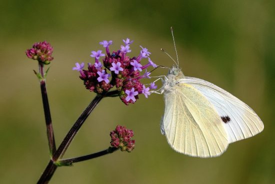 scopri le piante per farfalle, ideali per attrarre e sostenere questi splendidi insetti nei tuoi giardini. esplora varietà colorate e le migliori pratiche di cura per creare un habitat perfetto per le farfalle.