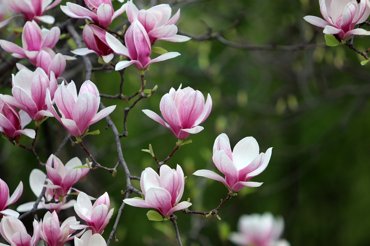 scopri la bellezza e il significato del magnolia, un albero fiorito simbolo di eleganza e raffinata semplicità. esplora le diverse varietà di magnolie e il loro utilizzo nella decorazione degli spazi esterni e interni.