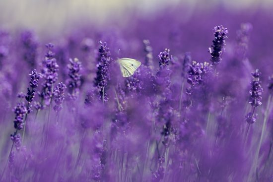 scopri l'importanza della pollinazione nel ciclo della vita delle piante. attraverso insetti e altri agenti, la pollinazione è fondamentale per la produzione di frutti e fiori, contribuendo alla biodiversità e alla salute degli ecosistemi.