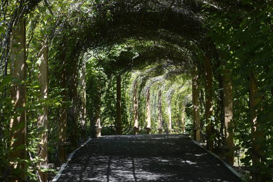 esplora i meravigliosi giardini botanici, dove la natura e la bellezza vegetale si incontrano. scopri una vasta gamma di piante rare e spettacolari in un ambiente sereno e incantevole, ideale per gli amanti della natura e della fotografia.